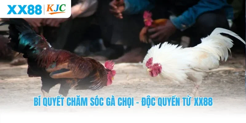 Bí Quyết Chăm Sóc Gà Chọi - Độc Quyền Từ XX88
