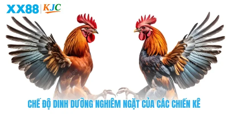 Chế độ dinh dưỡng nghiêm ngặt của các chiến kê