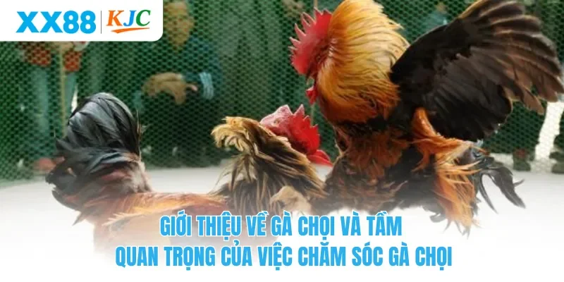Giới thiệu về gà chọi và tầm quan trọng của bí quyết chăm sóc gà chọi