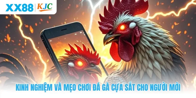 Kinh nghiệm và mẹo chơi đá gà cựa sắt cho người mới