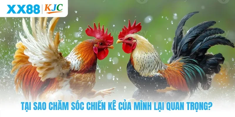 Tại sao chăm sóc chiến kê của mình lại quan trọng?