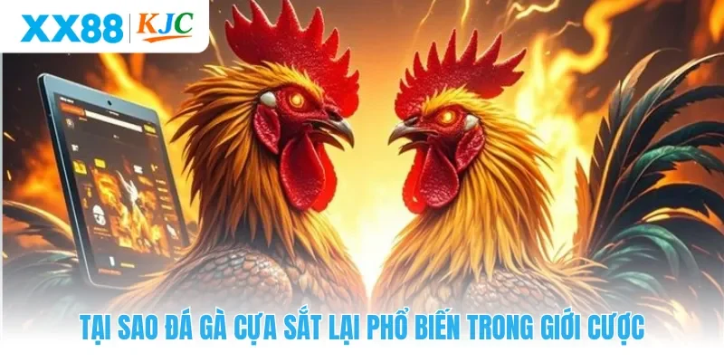 Tại sao đá gà cựa sắt lại phổ biến trong giới cược